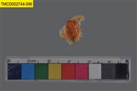 藏品(短指和尚蟹)的圖片